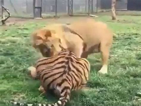 Lion Vs Tiger Fight Video [video] Amazing Wild Lion Attacks Tiger