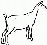 Cabra Goat Cabras Goats Colorir Paisagem Observando Imágenes Tudodesenhos Montanha Dibujar Granjas Prediseñadas Páginas Clipartmag Seleccionar sketch template