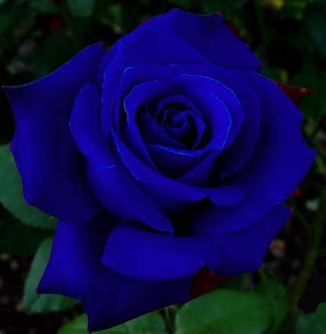 images  rosas azules  pinterest bride bouquets black roses  blue roses