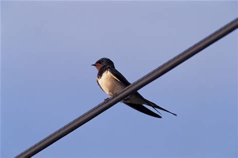 Difference Between A Swallow Swift And House Martin Giving Nature A