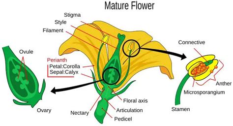 The Male And Female Reproductive Parts Of A Flower Brighthub Education