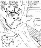 Koala Coloring Zoo Pages Bear Printable Color Animal Dingos Dierentuin Kids Print sketch template