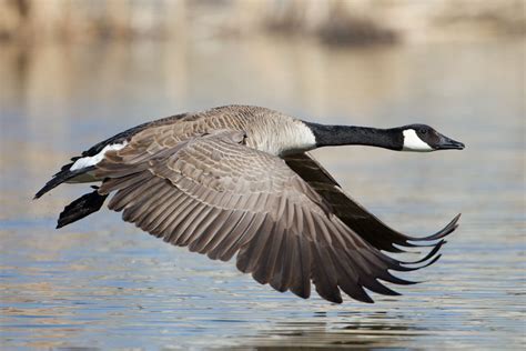 differences between canada goose and cackling goose audubon