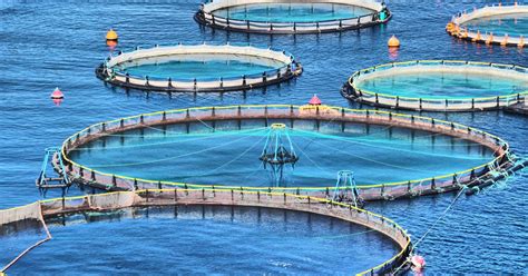 fish farming human health dangers netting  bycatch