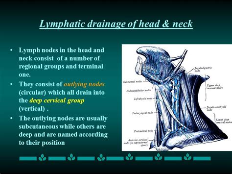 lymphatic drainage   head  neck  video