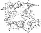 Potato Plant Drawing Sweet Paintingvalley sketch template