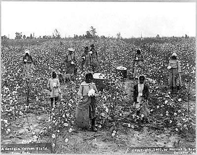 cotton field workers slavery american history black history