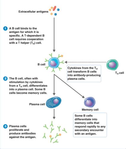 Chapter 17 Adaptive Immunity Specific Defences Of The Host
