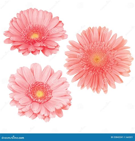 daisy flowers isolated stock image image  floral cutout