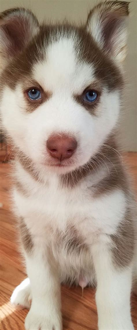 cute husky puppies  blue eyes cute husky puppies  blue