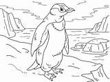 Penguin Coloring Pages sketch template