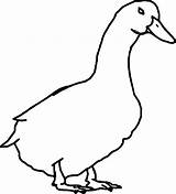 Wecoloringpage Coloring Duck sketch template