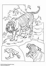 Tigre Kleurplaat Tijger Tigru Malvorlage Planse Colorat Salvajes Desene Kleurplaten Leones Leon Educative Trafic Pintarcolorear Herunterladen sketch template