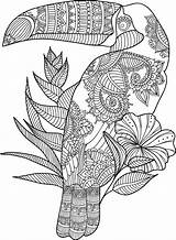 Coloring Toucan Adult Pages Animal Zentangle Mandala Adults Printable Zoo Gel Colouring Book Pens Amazing Star Zentangles Flower Print Coloringbay sketch template