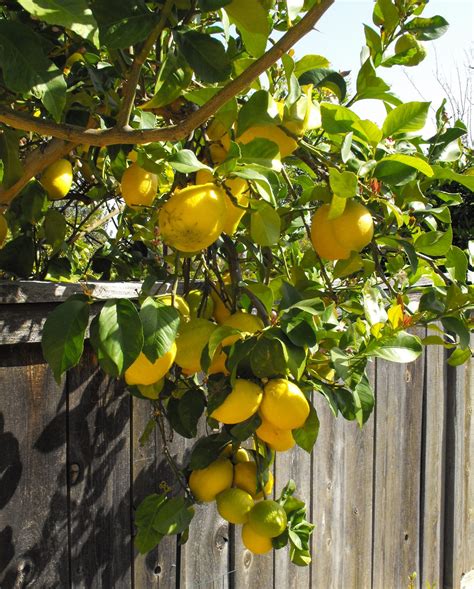 types  lemon trees progardentips