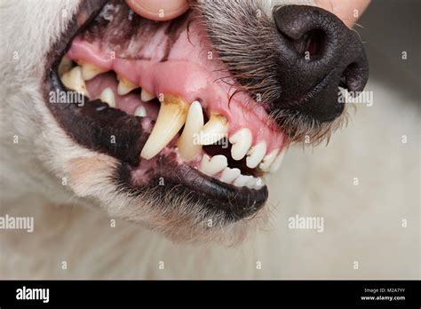 dog vet teeth  res stock photography  images alamy