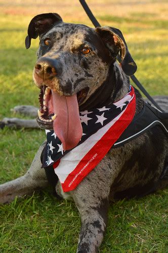 american dog     piedmont freedom festiv justin