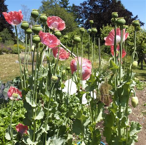 opium poppy seeds — ravensong seeds and herbals