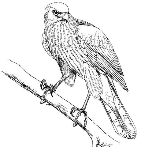birds  prey printable coloring pages coloring pages ideas