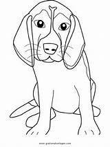 Beagle Ausmalen Malvorlage sketch template