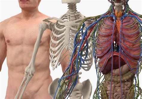 Male Internal Organs Human Body Internal Organs Schema Flat Vector