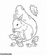 Acorns Leaves Coloringpages sketch template