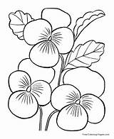 Coloring Pages Flowers Flower sketch template
