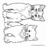 Coloring Pages Cats Cat Animal Color Two Cute Printable Tabby Dogs Sheets Kids Kittens Print Printables Children Sheet Colouring Book sketch template