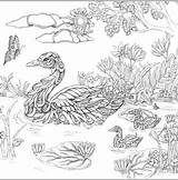 Coloring Pages Uncolored Colorful Birds Choose Board sketch template