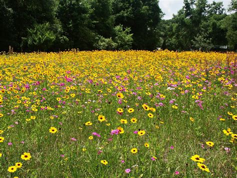 field  wildflowers stock photo freeimagescom