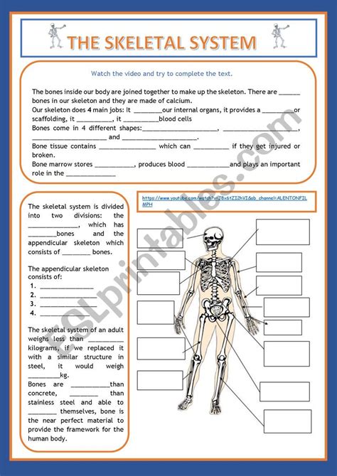 skeletal system esl worksheet  cristinasuma
