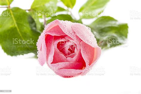 pink rose stock photo  image  beauty beauty  nature