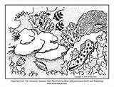 Coloring Reef Coral Pages Kids Popular sketch template