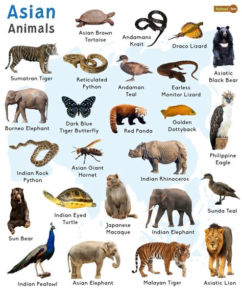 asian animals list  facts  pictures