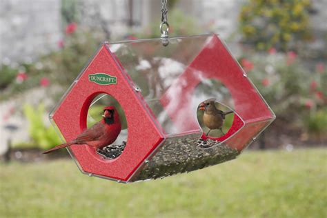 bird feeders  cardinals  bluejays