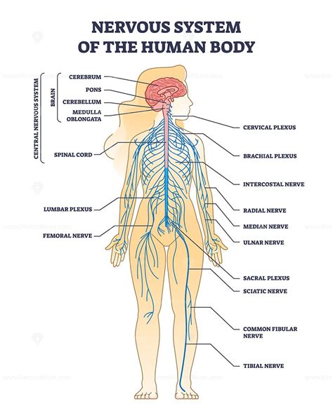 nervous system  human body  nerve network anatomy outline diagram