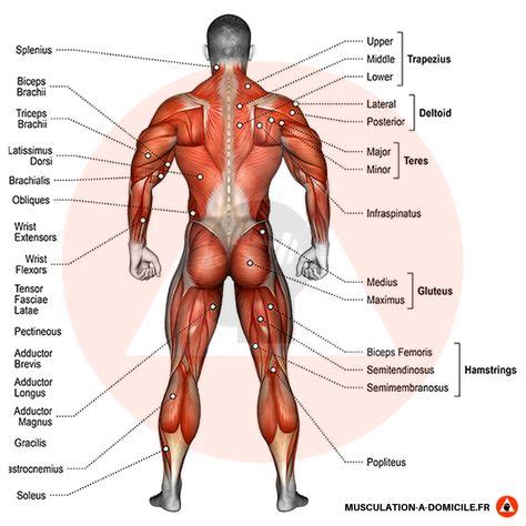 anatomie des muscles