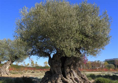 decoding  complete genome   mediterraneans  emblematic tree  olive crg