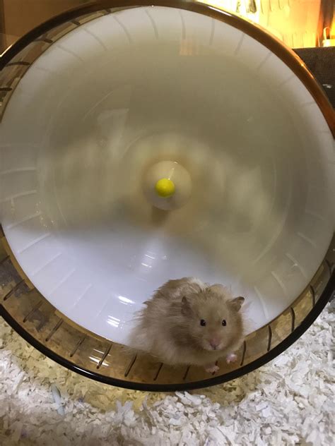 All About Wheels For Hamsters — Hamster Society Singapore