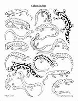 Salamander Salamanders Coloringbay Coloringnature sketch template