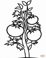 Tomato Plant Coloring Pages Tomatoes Drawing Clipart Printable Color Draw Kids Drawings Designs sketch template