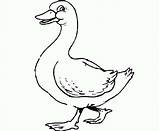 Duck Duckling sketch template