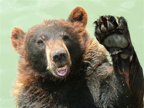 fall   critical time  preventing bear conflicts actionhub