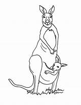 Kangourou Cangur Cangurus Desenhos Colorat Kanguru Imprimer Planse Kangourous Kangaroo Coloriages Australie Desene Animaux Demonstre Australische Imaginea Cangurul Hellokids Canguri sketch template