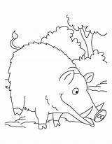 Wild Coloring Boar Pages Searching Food Kids sketch template