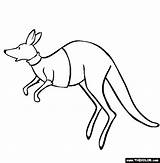 Kangaroo Coloring Pages Color Clipart Thecolor Animals Library sketch template