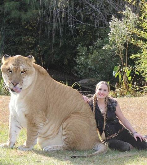 Liger Hercules The Biggest Cat In The World Reckon Talk