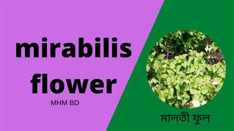 mirabilis flower youtube