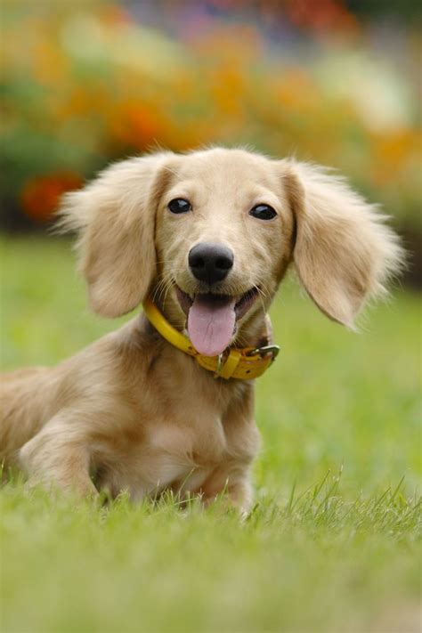 miniature dog breeds     cute   miniature dog breeds miniature dogs