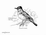 Warbler Coloring Designlooter Blackcap European Bird Song 2200 46kb 1700px sketch template